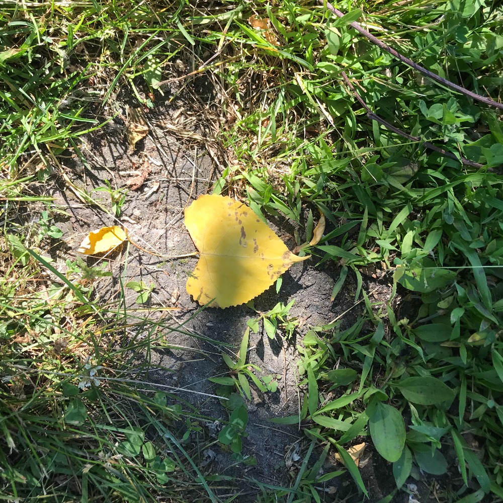 Meet your Posher, Marie